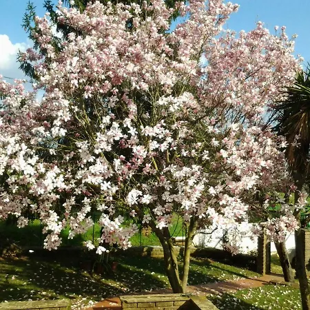 I Ciliegi Bed & Breakfast *